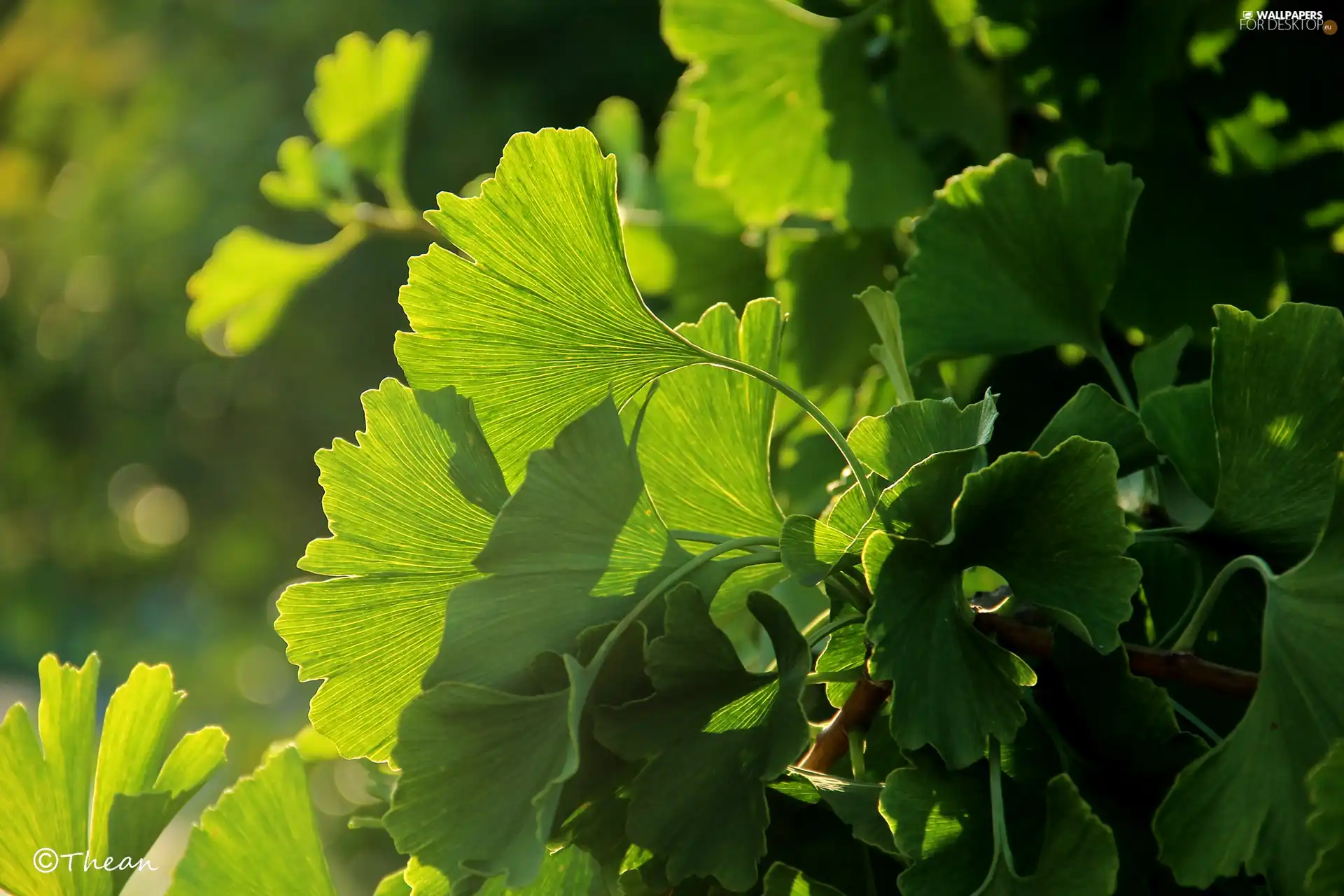 Ginkgo Japanese, Leaf