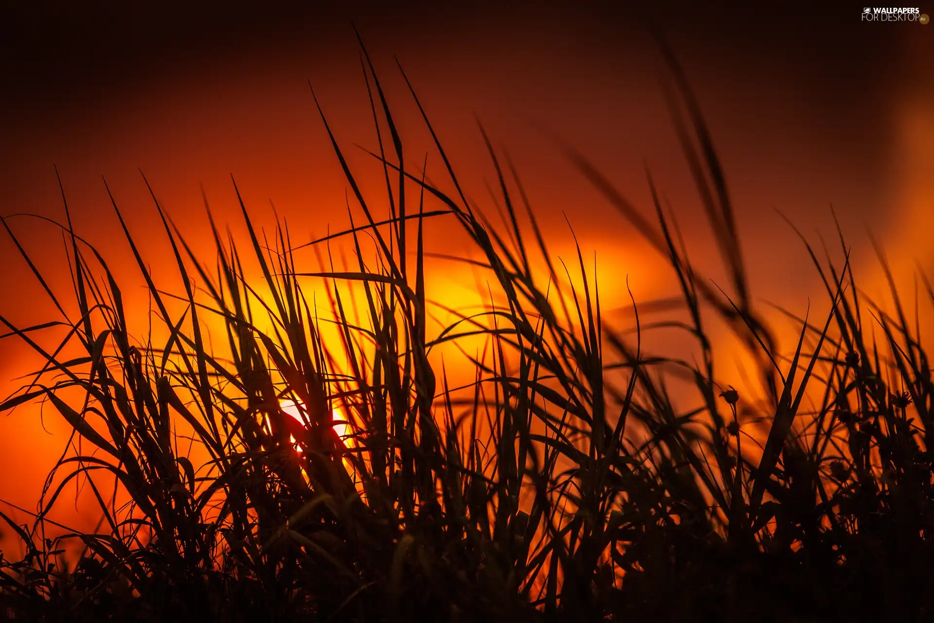 grass, west, sun