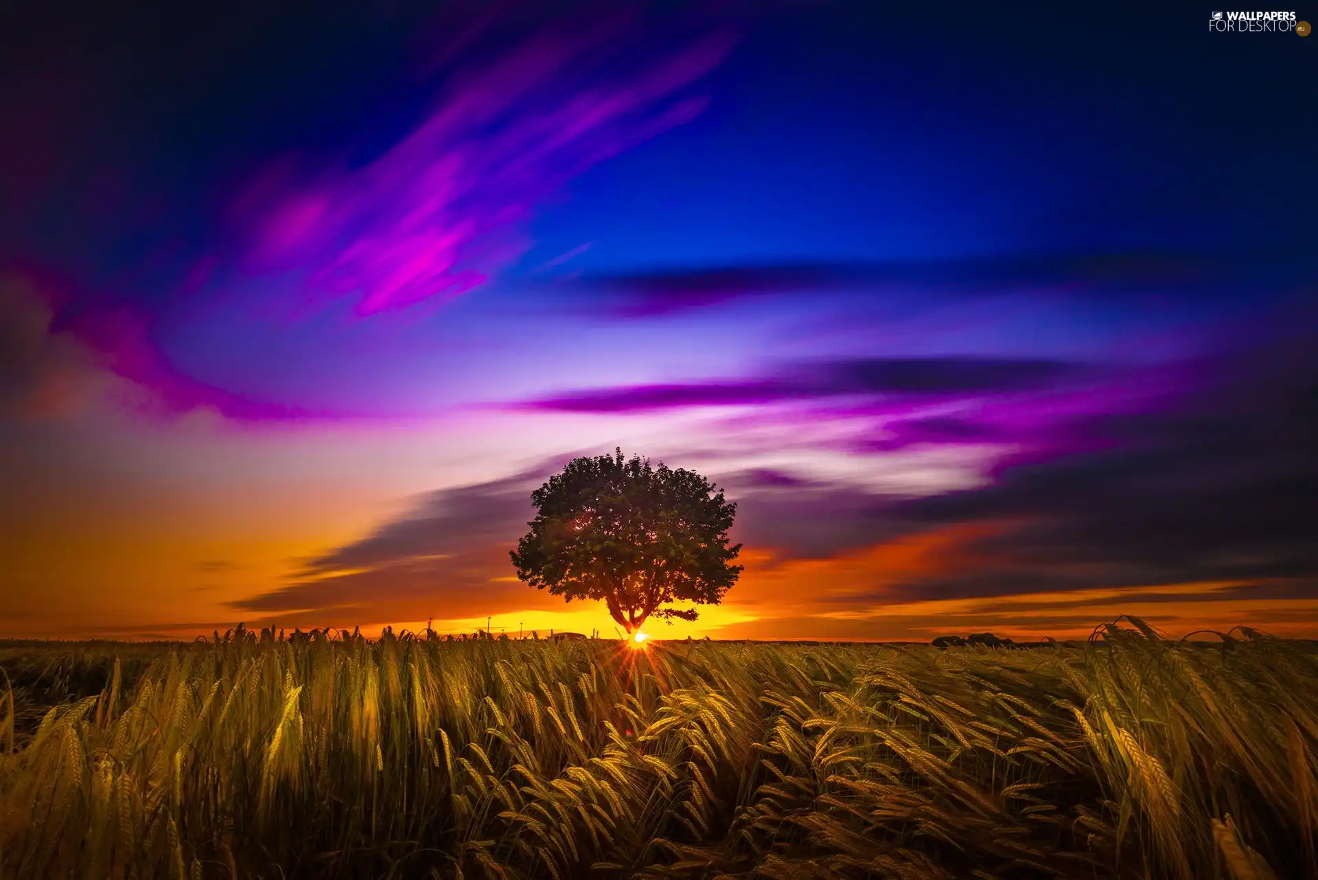 Field, clouds, Great Sunsets, trees