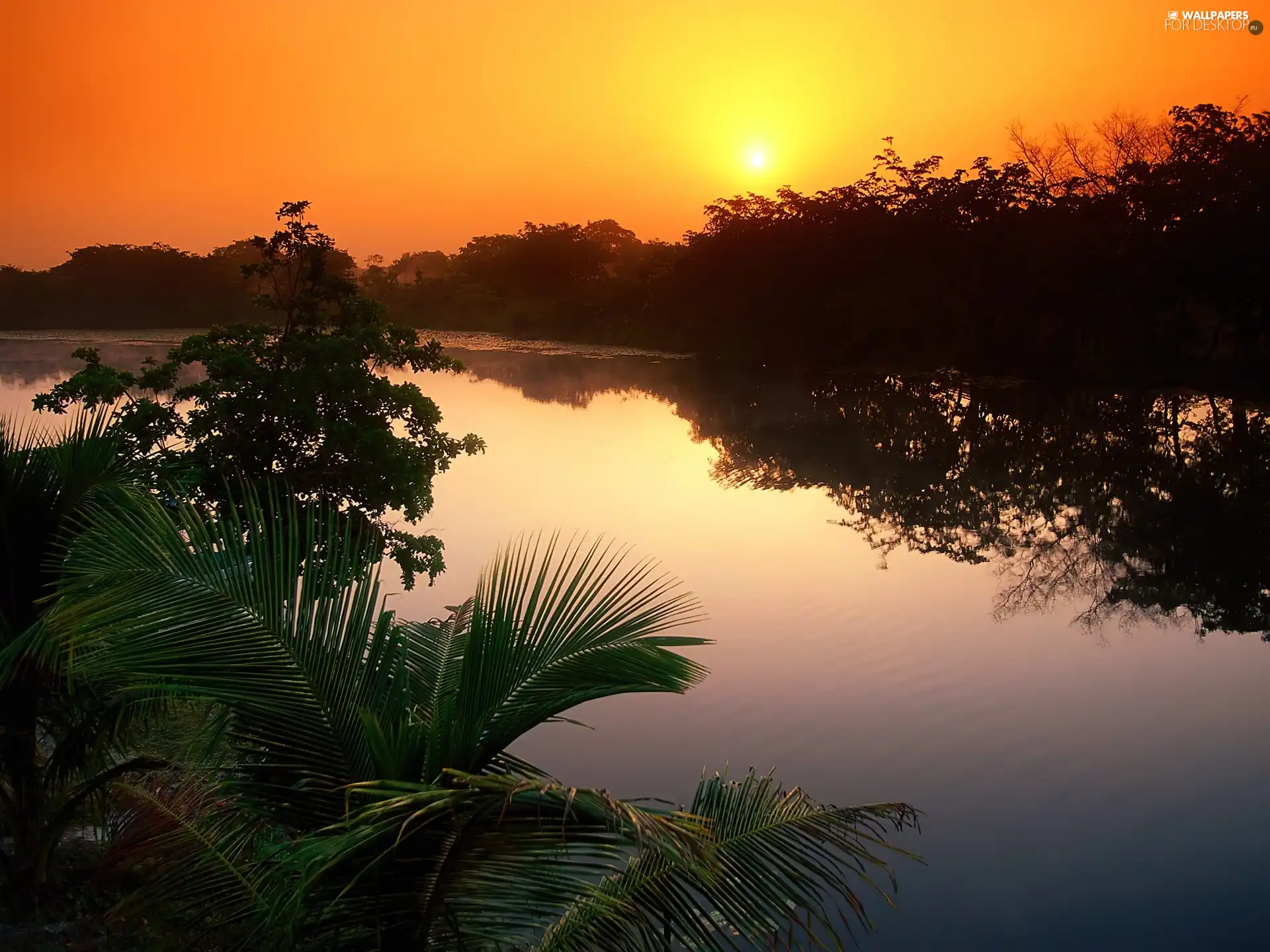 green ones, Bush, sun, River, west