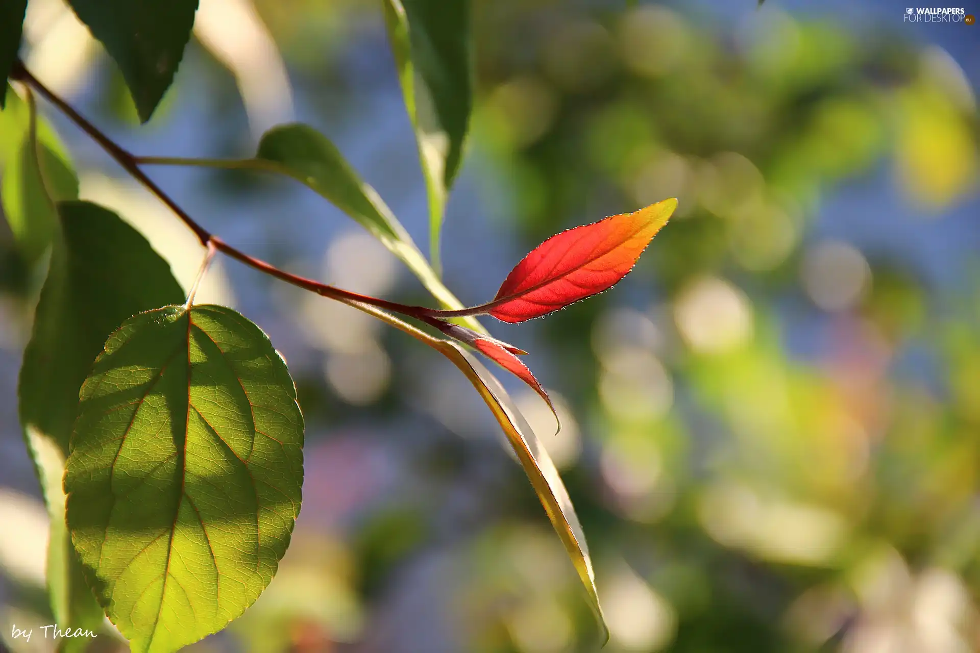 green ones, Leaf