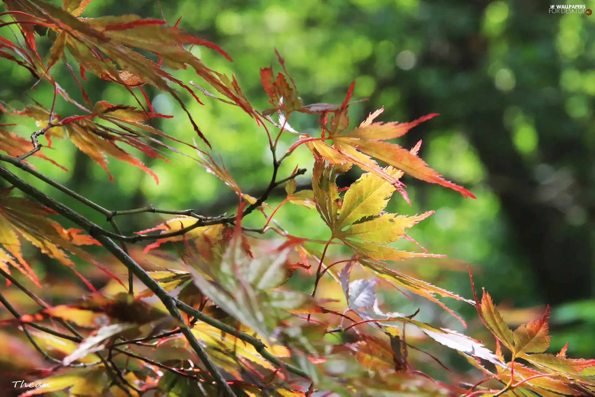 Leaf, red, green ones