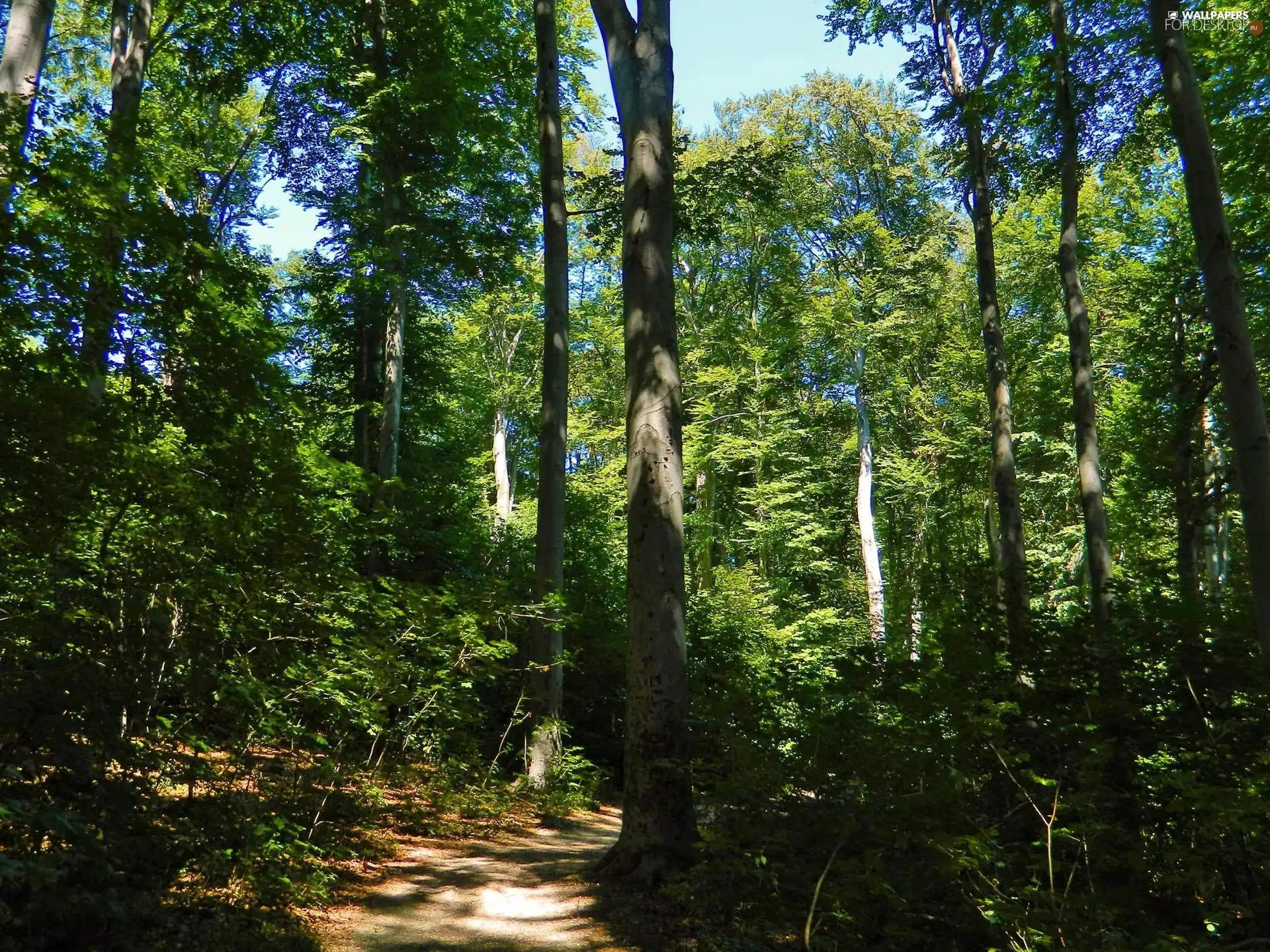 green, forest, Path