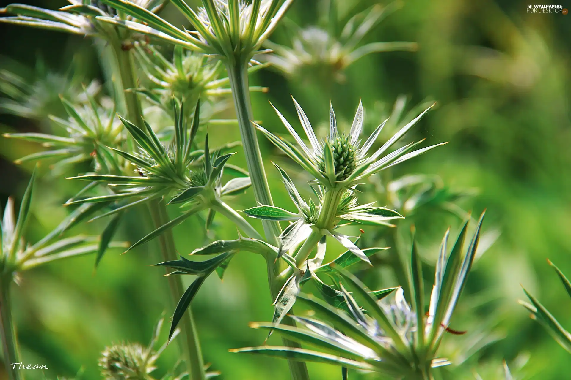 green ones, Plants