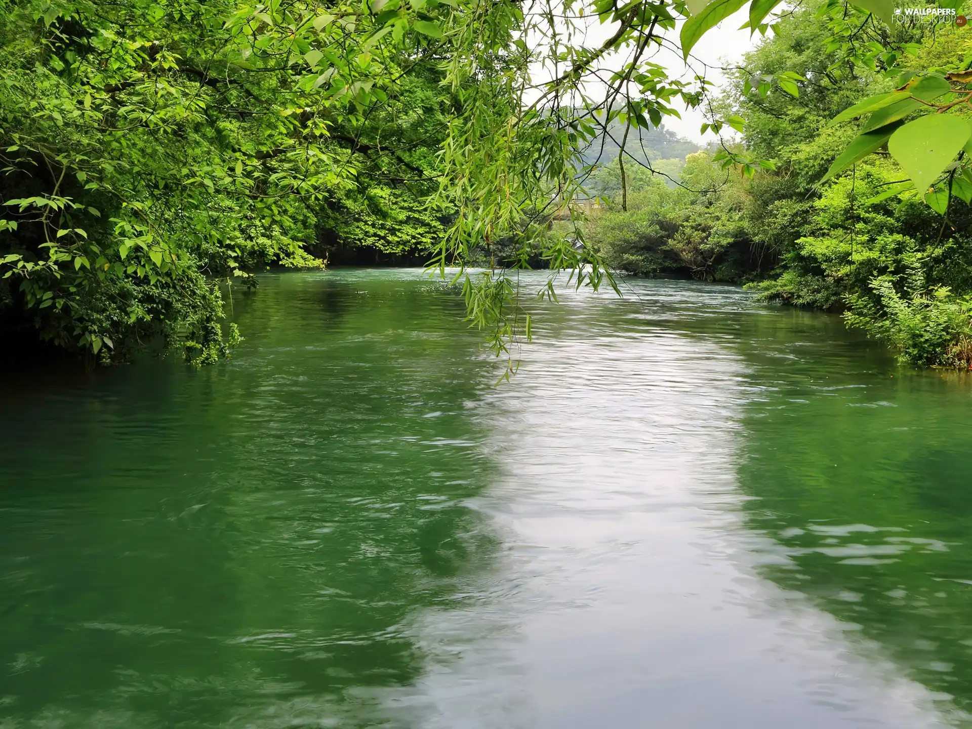 River, viewes, green, trees