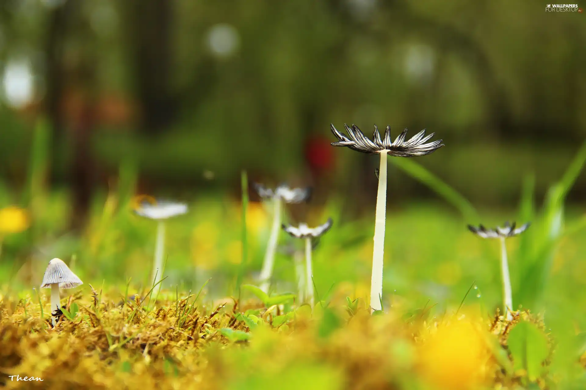 hats, mushrooms, feet