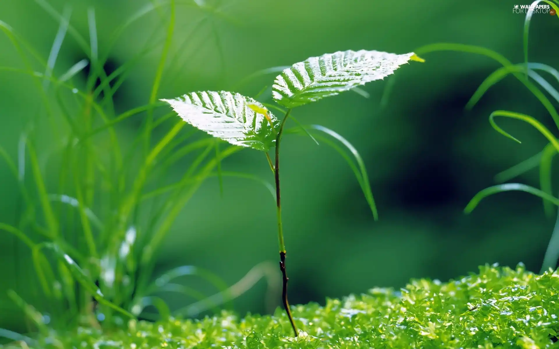 germinating, The herb