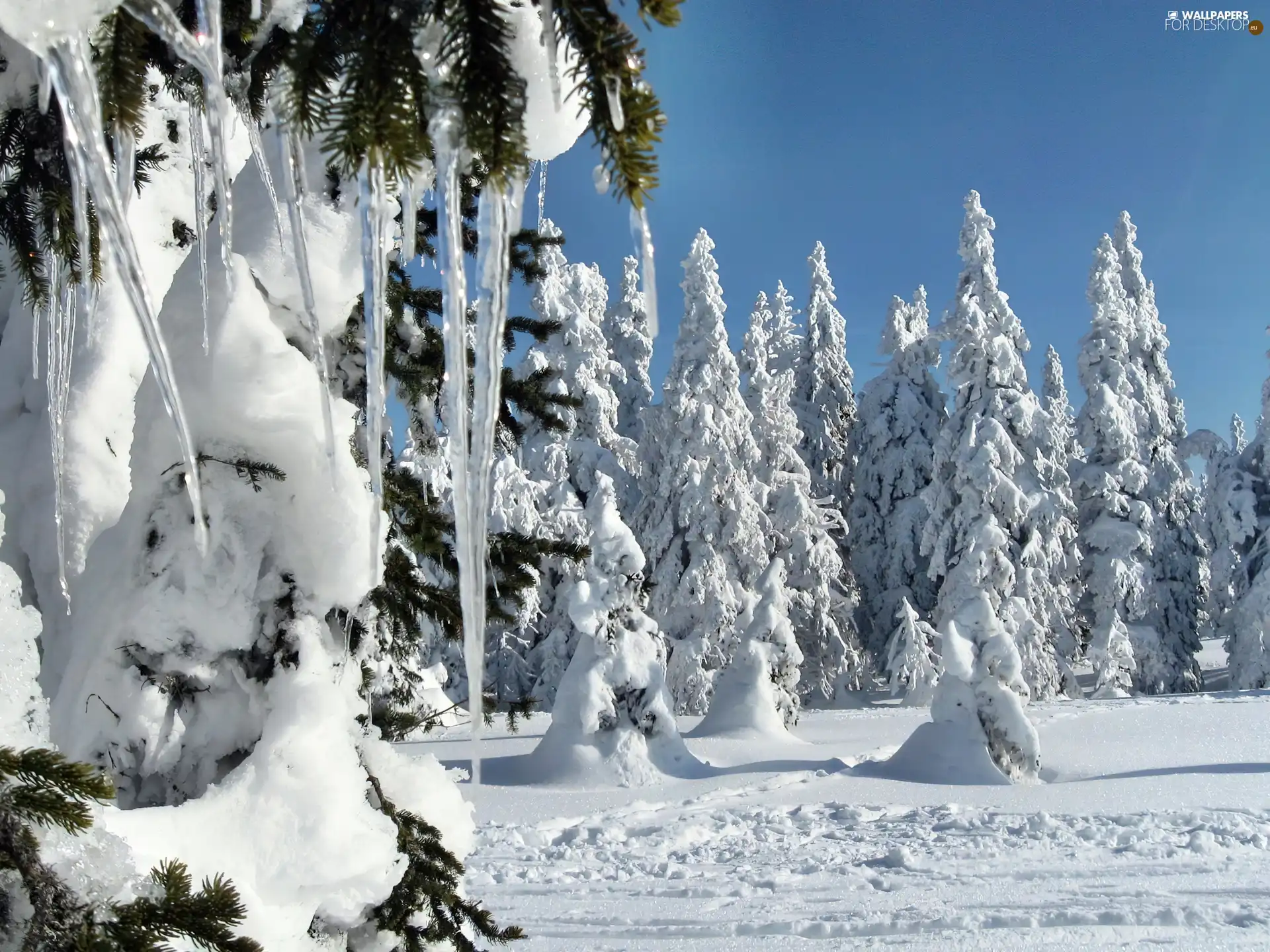 winter, icicle, ice, Spruces