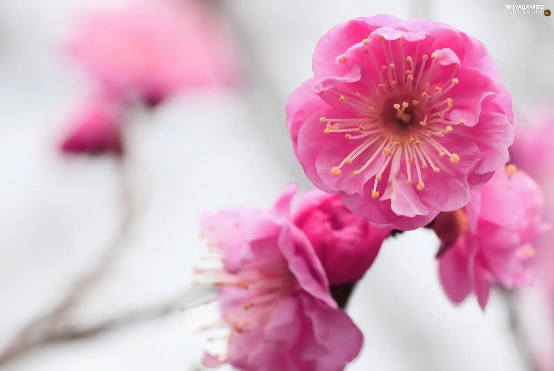 kirsch, Pink, Flowers