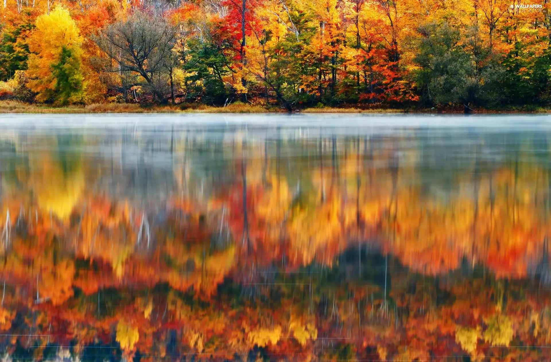 lake, autumn, trees, viewes, color