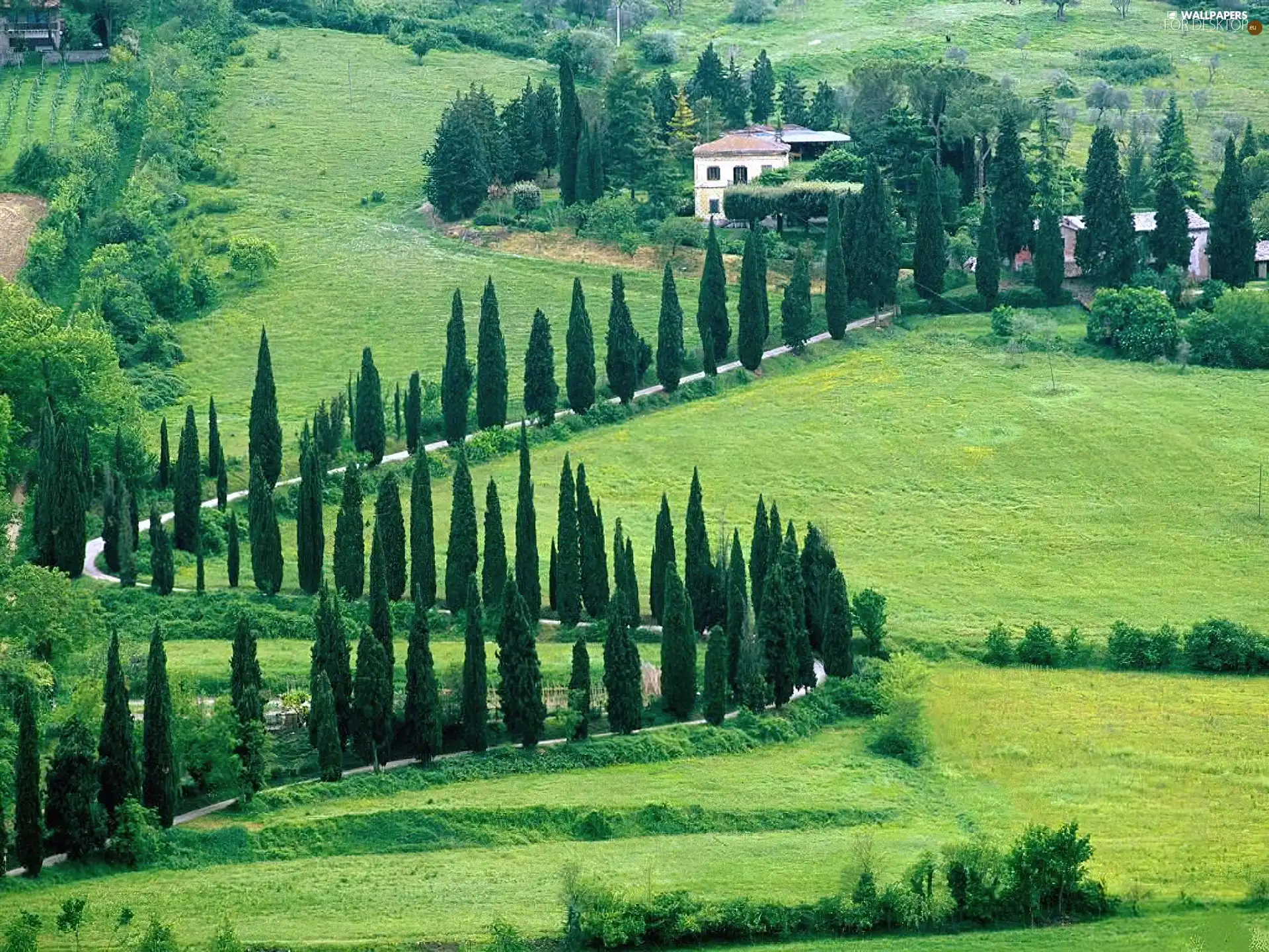 landscape, Way, Poplars