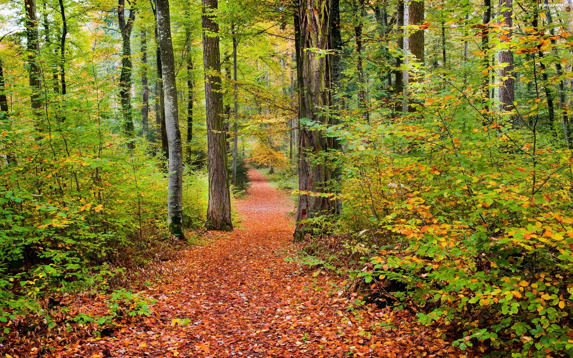 Leaf, autumn, trees, viewes, forest