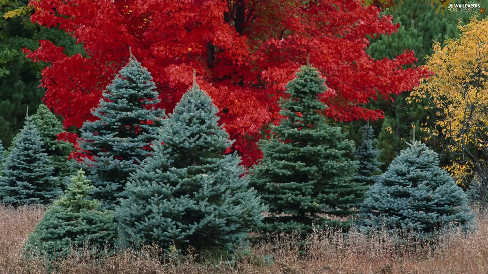 autumn, viewes, Leaf, trees