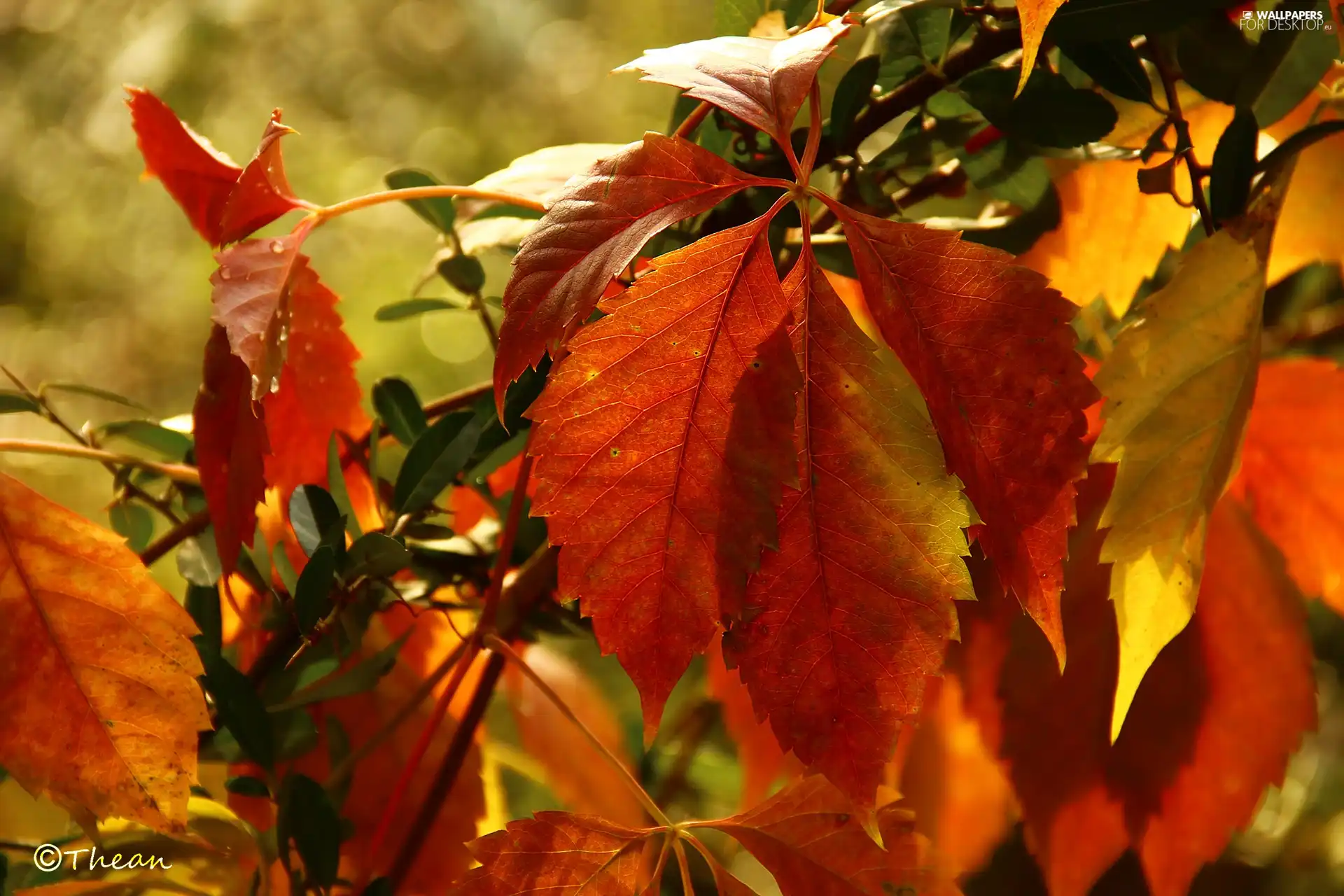 Leaf, autumn, Wine, color, wild