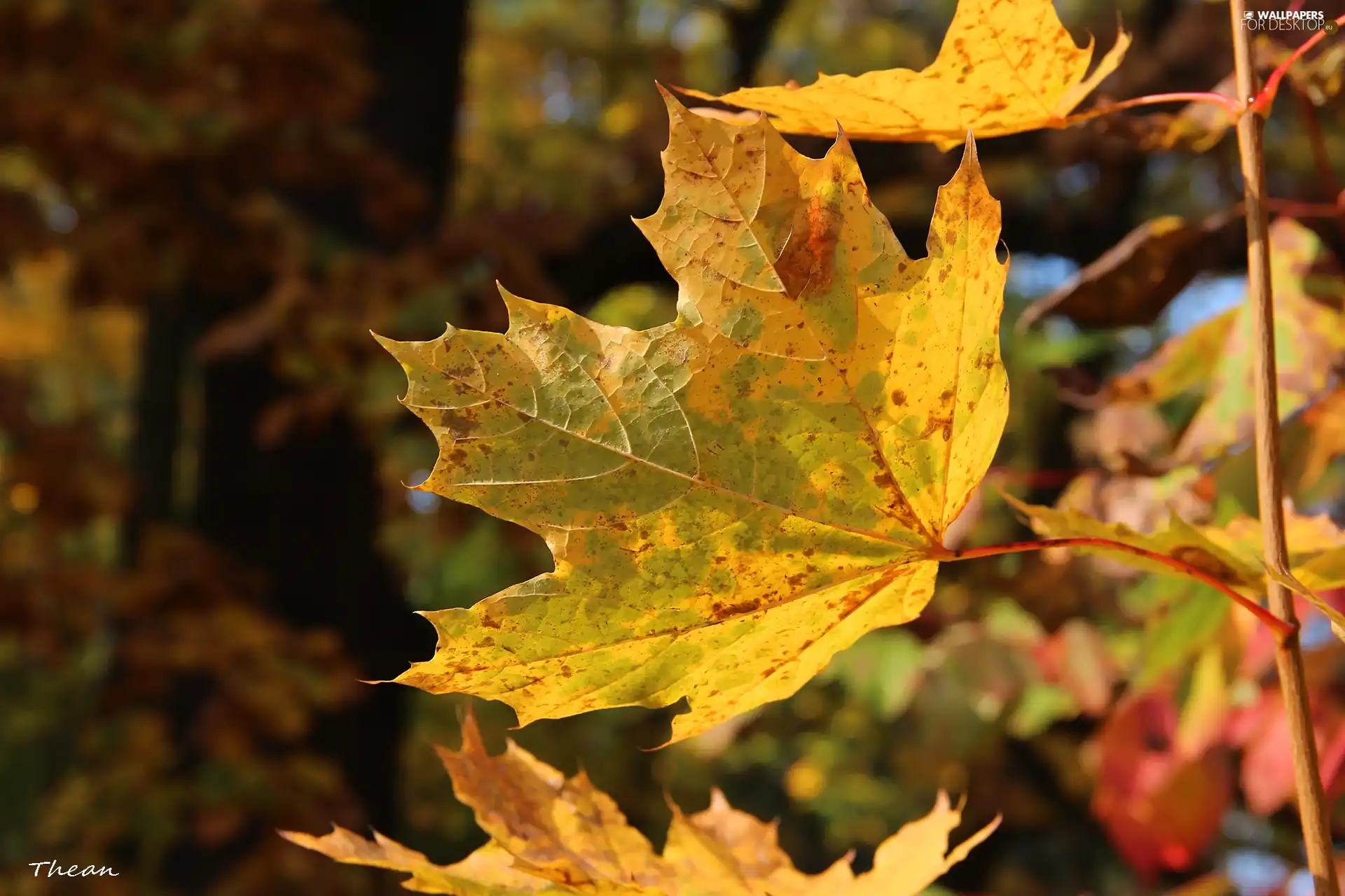 leaf, Yellow, Autumn