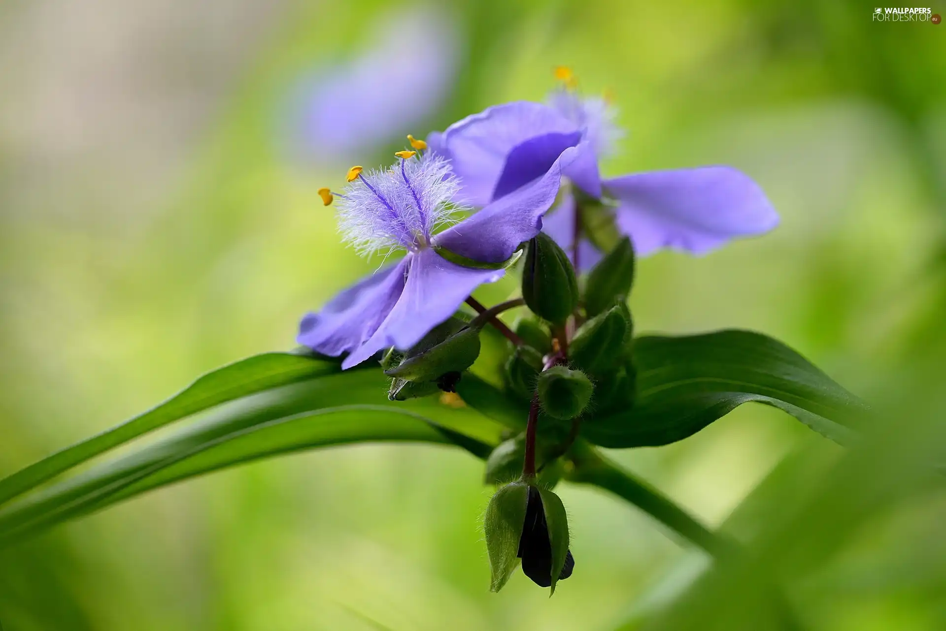 Leaf, background, Spiderwort, Buds, Colourfull Flowers