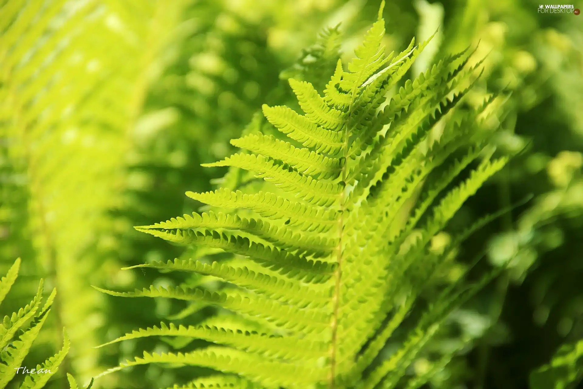 Fern, Leaf