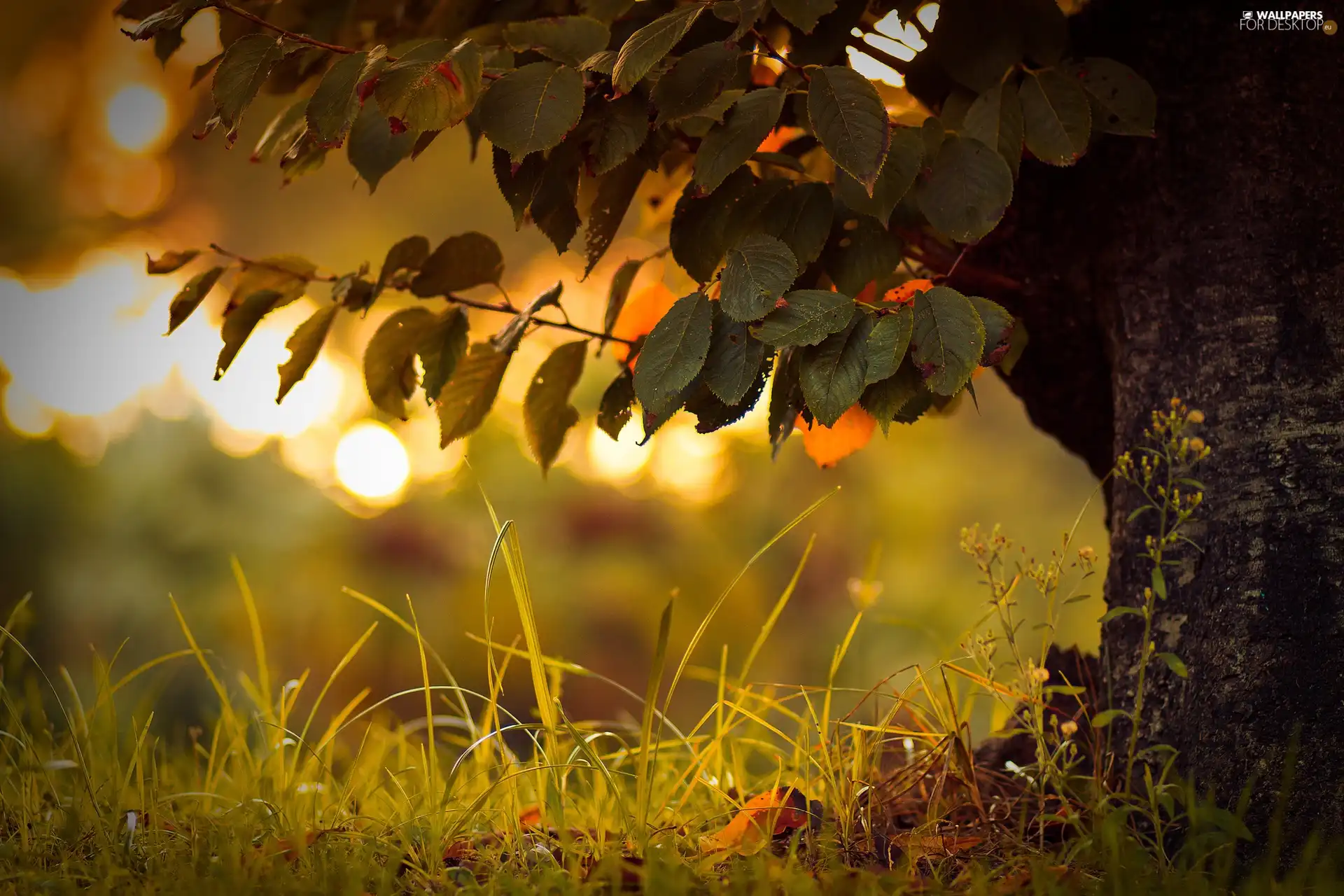 Leaf, trees, grass