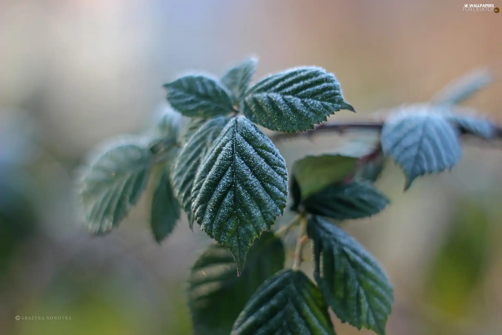 frozen, green ones, Leaf