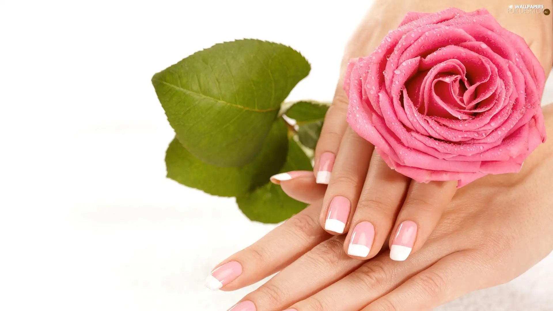 leaf, hands, rose, Green, Pink