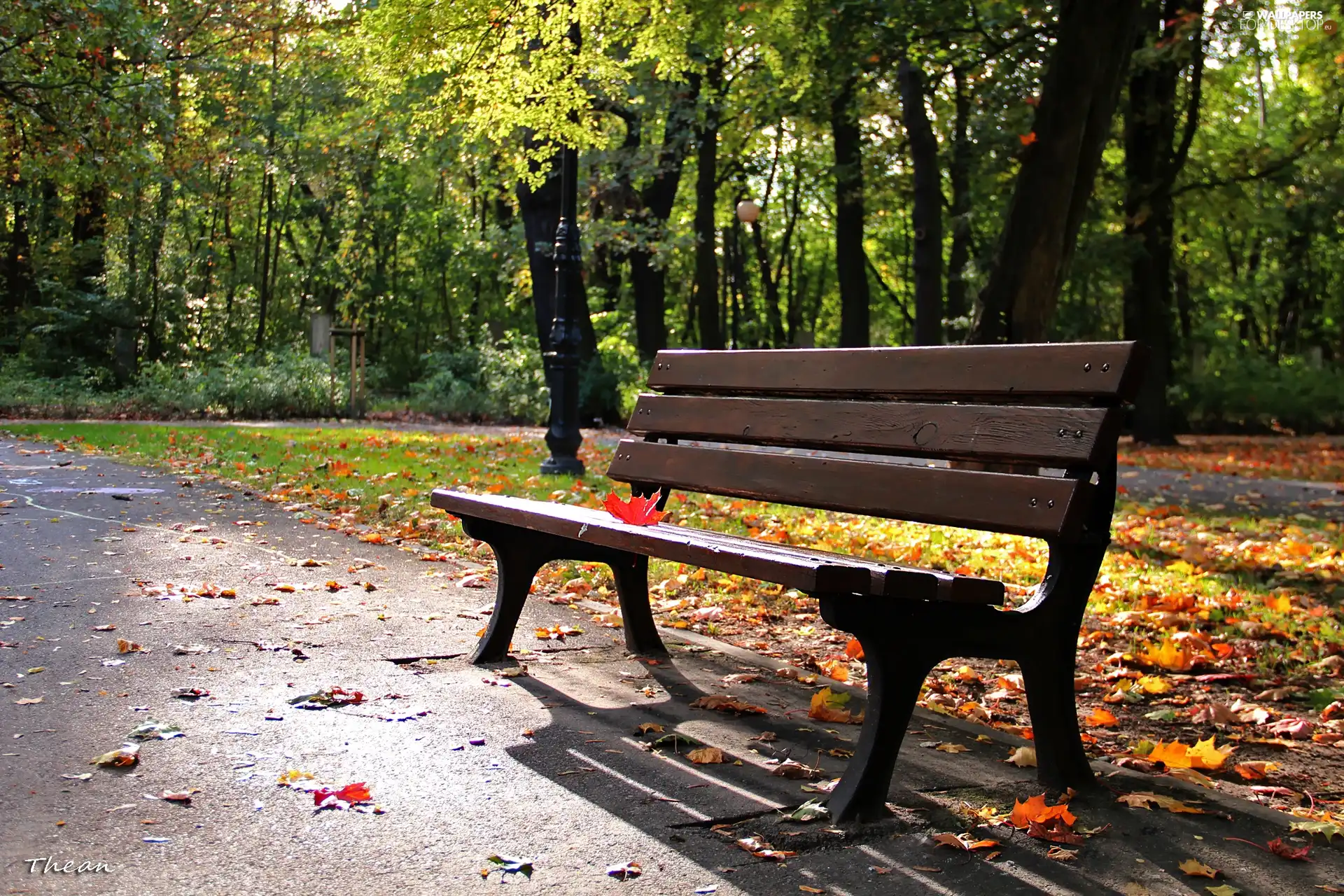 Park, Red, leaf, Bench