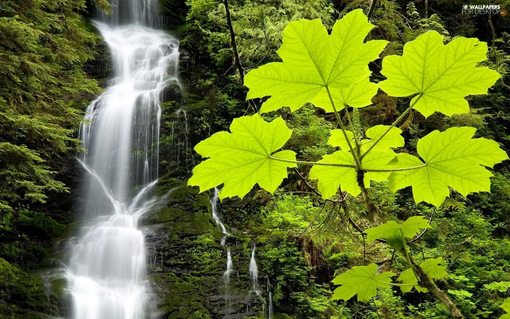 Leaf, waterfall, Plants