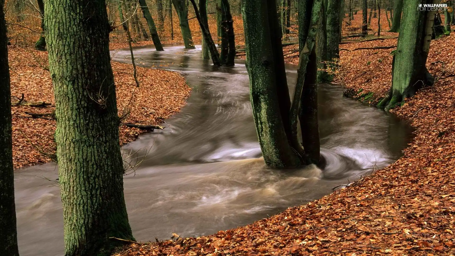 tear, forest, Leaf, River