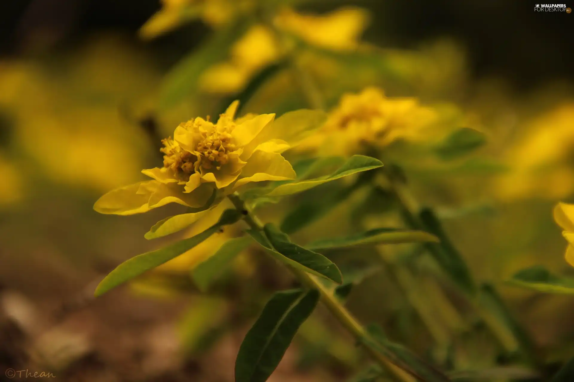 Leaf, plant, Yellow