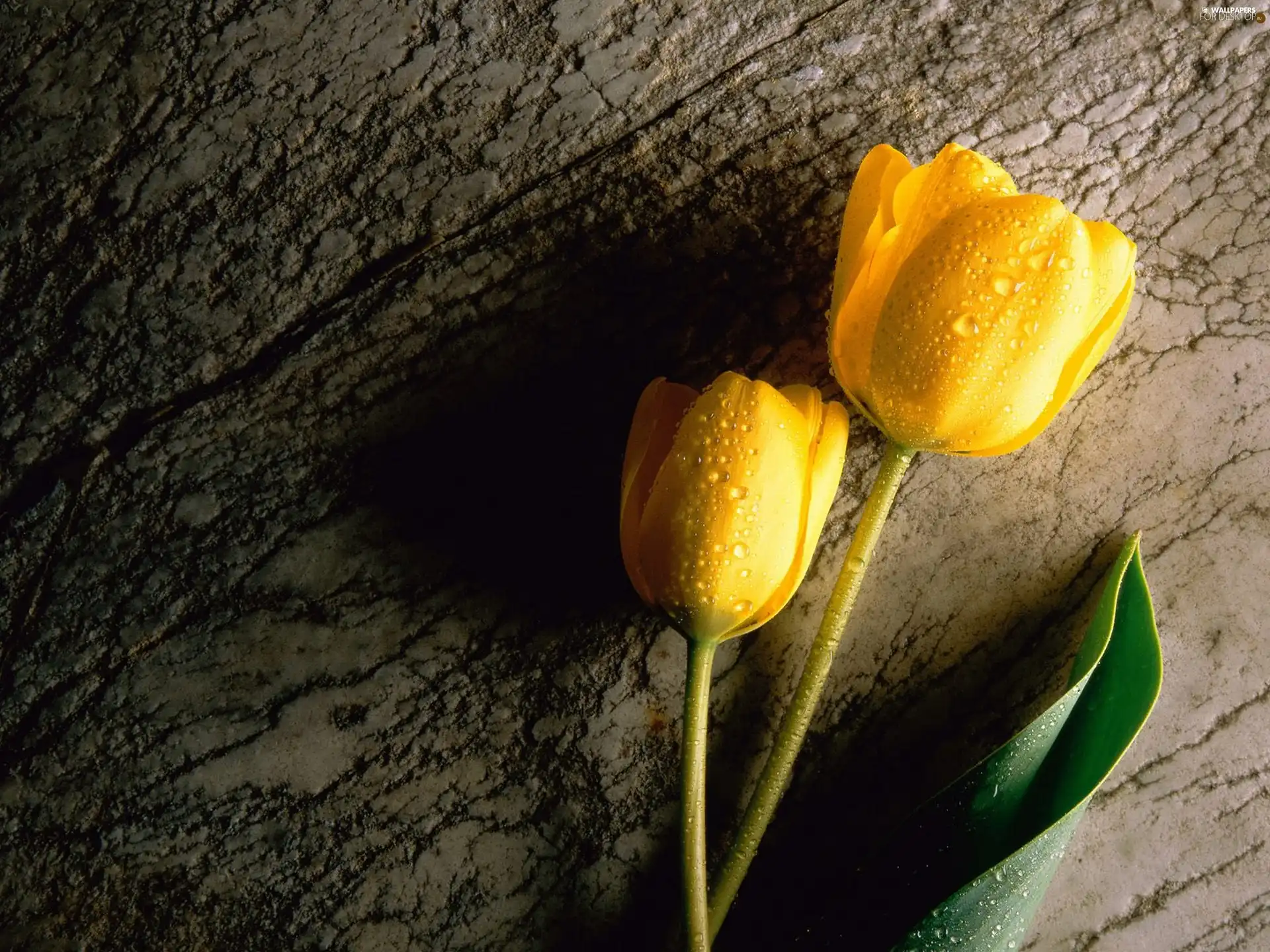 Yellow, stems, leaf, Tulips