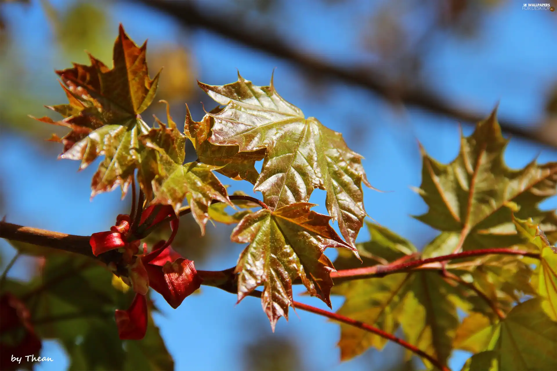 young, Leaf