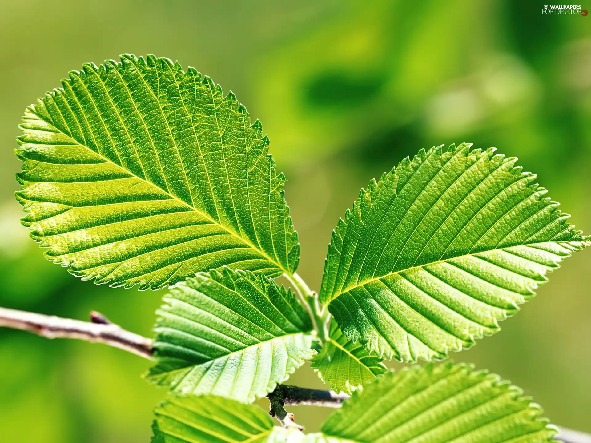 twig, Light green, leaves