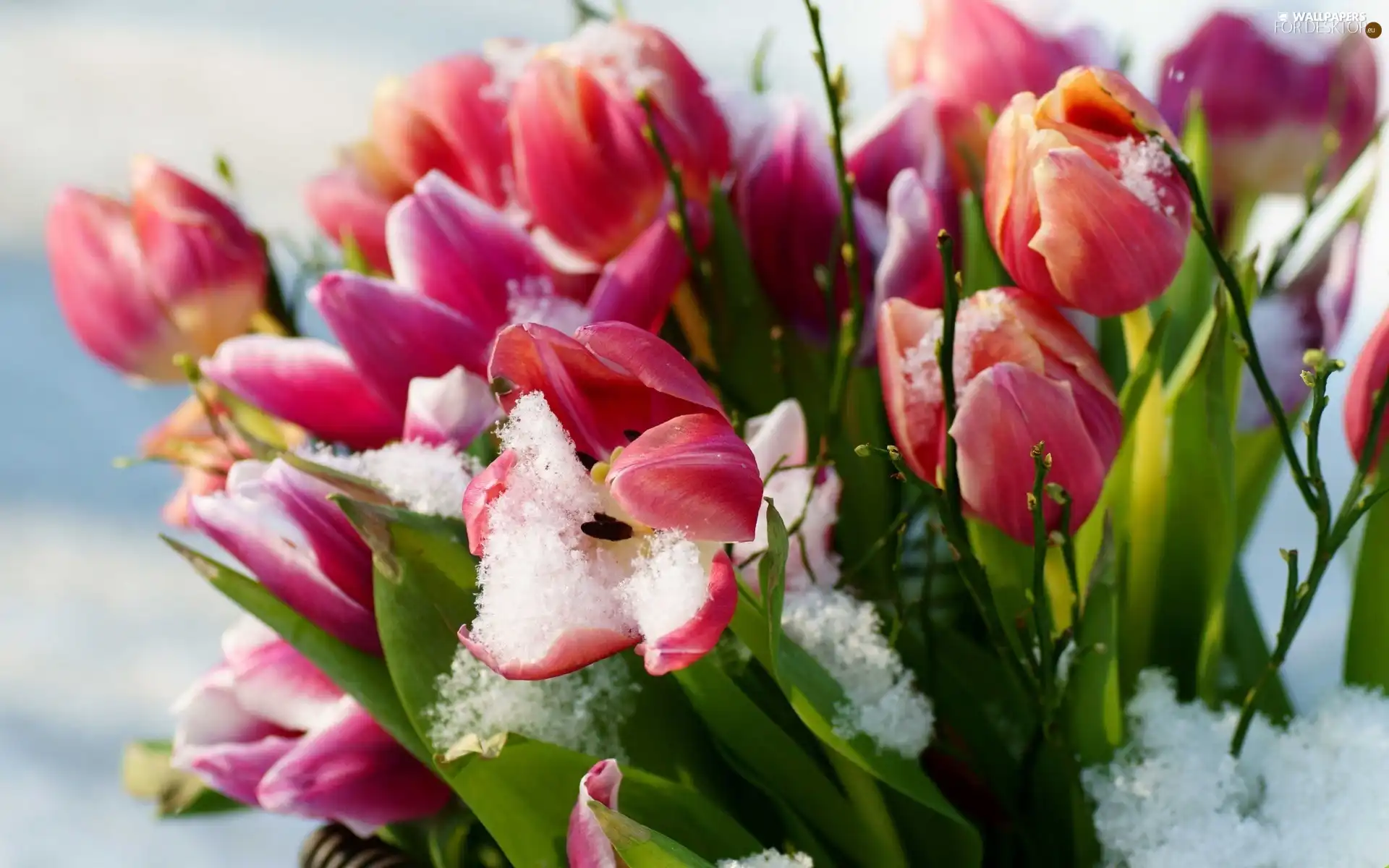 leaves, Tulips, snow