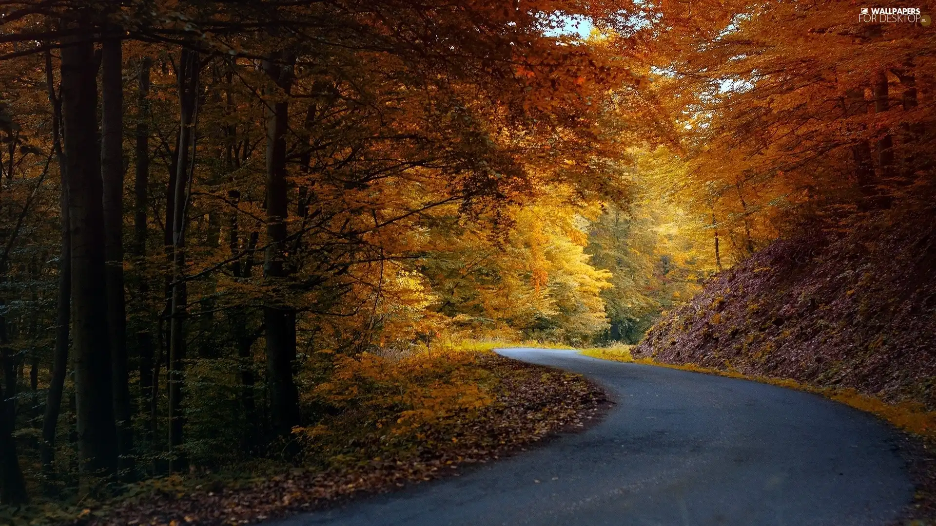 Leaf, ligh, autumn, sun, luminosity, Way, forest, flash