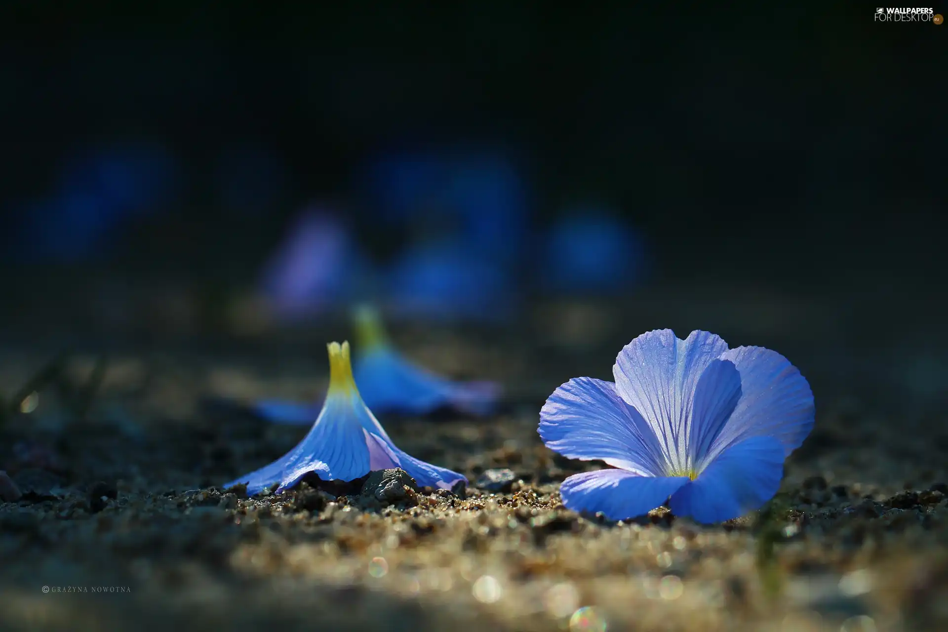 Linum Hirsutum