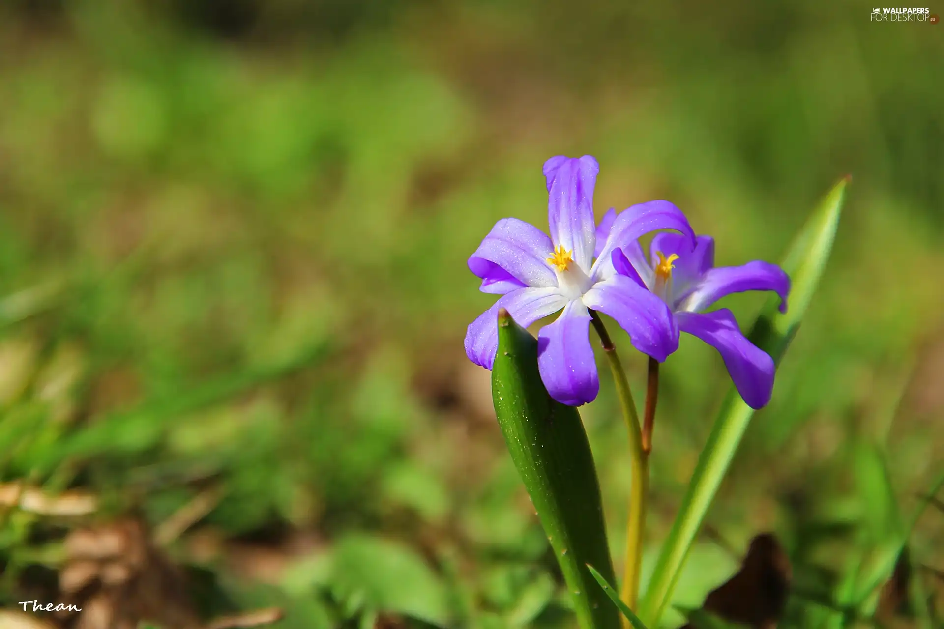 Flowers, purple, little doggies