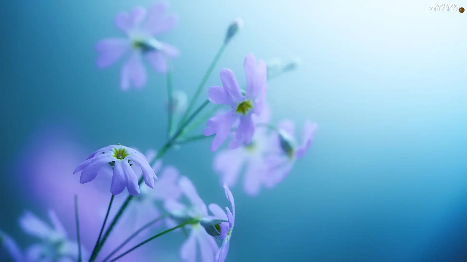 flowers, stalk, little doggies