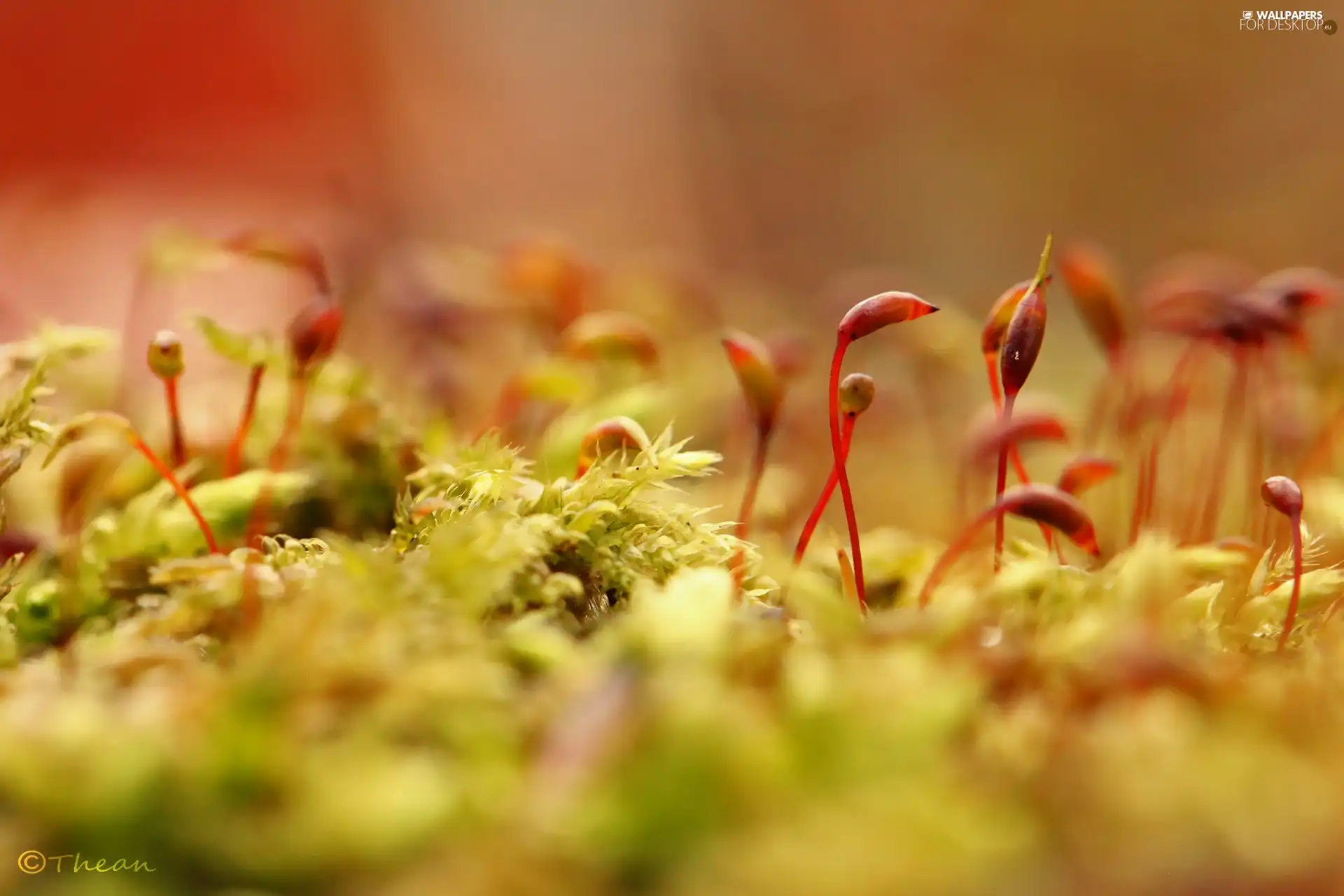 plants, lichens, little doggies