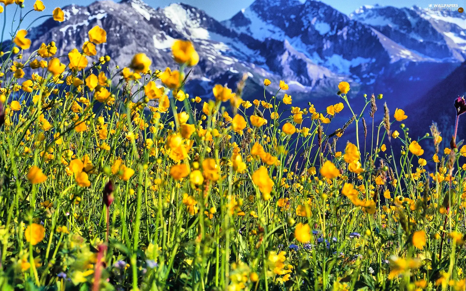 Mountains, Meadow