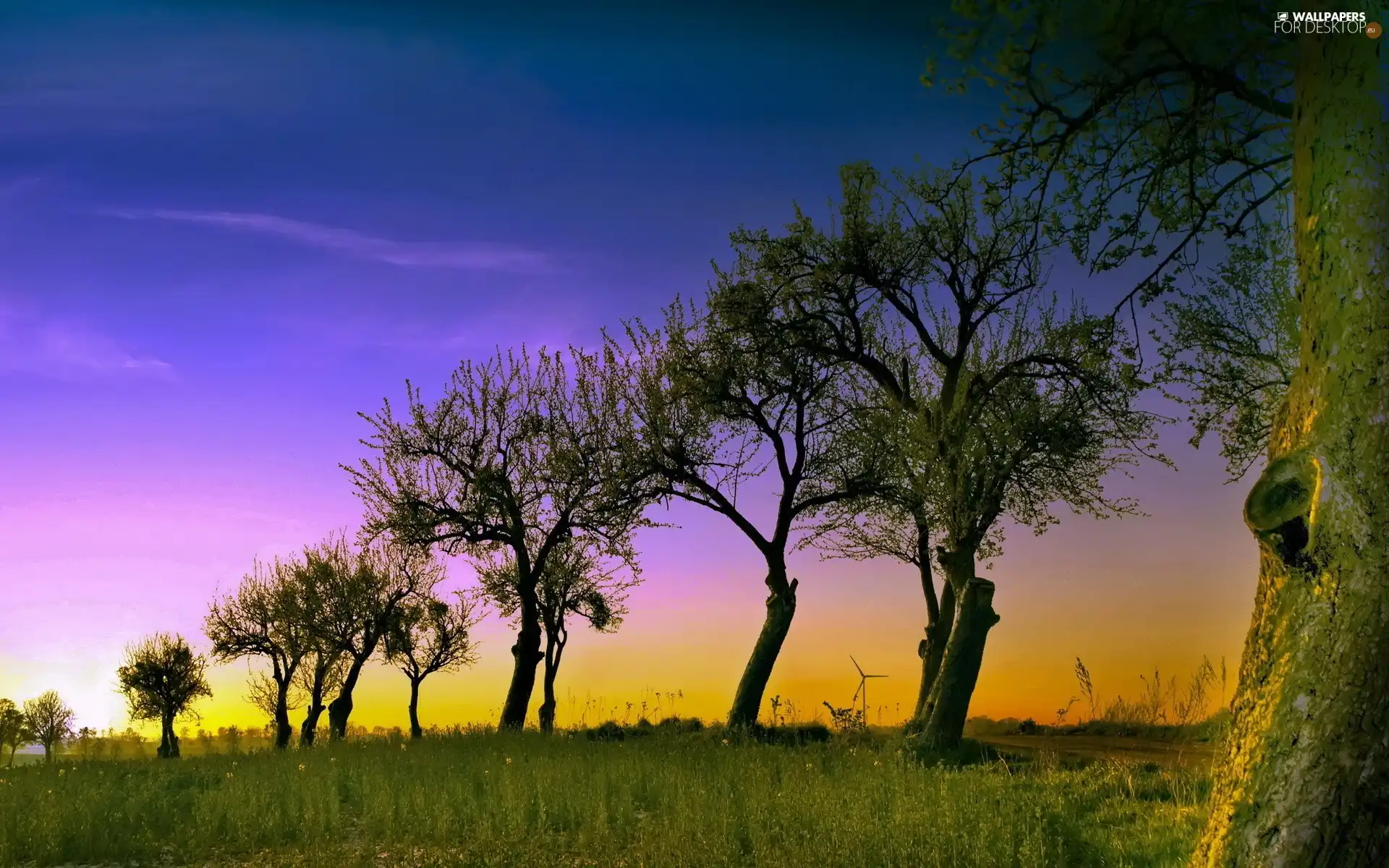 Meadow, Sky, trees, viewes, roadside