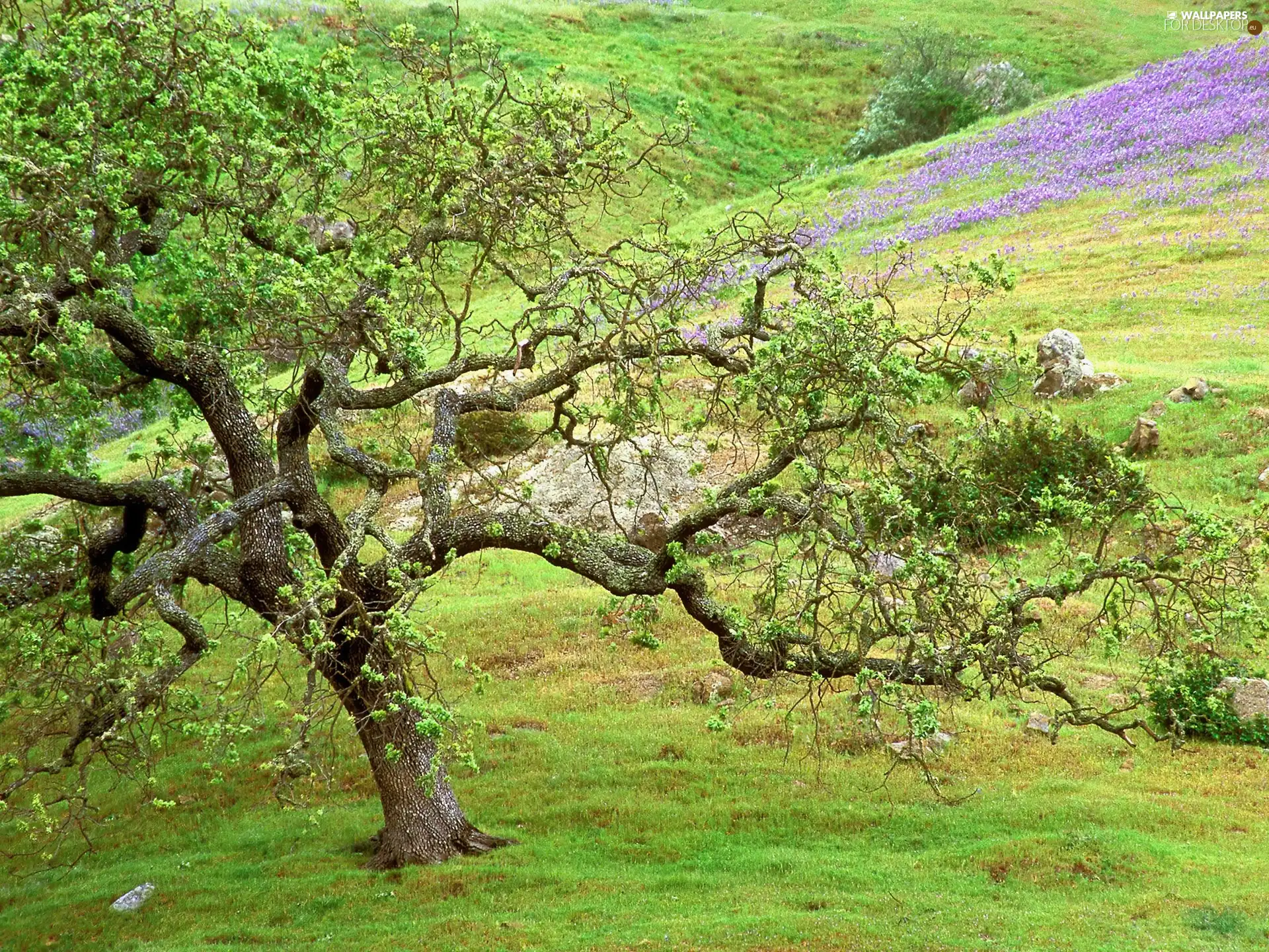 trees, medows