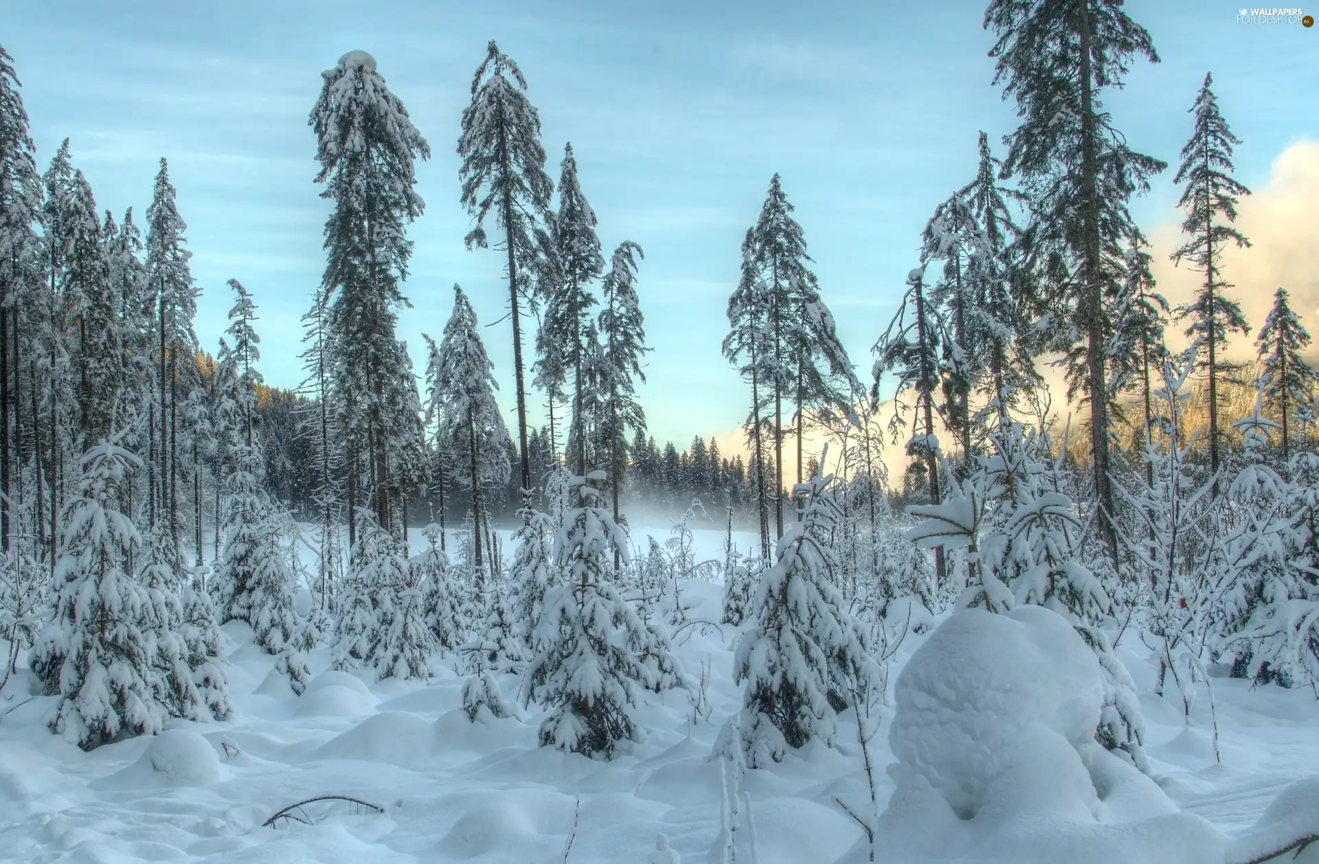 trees, winter, morning, viewes