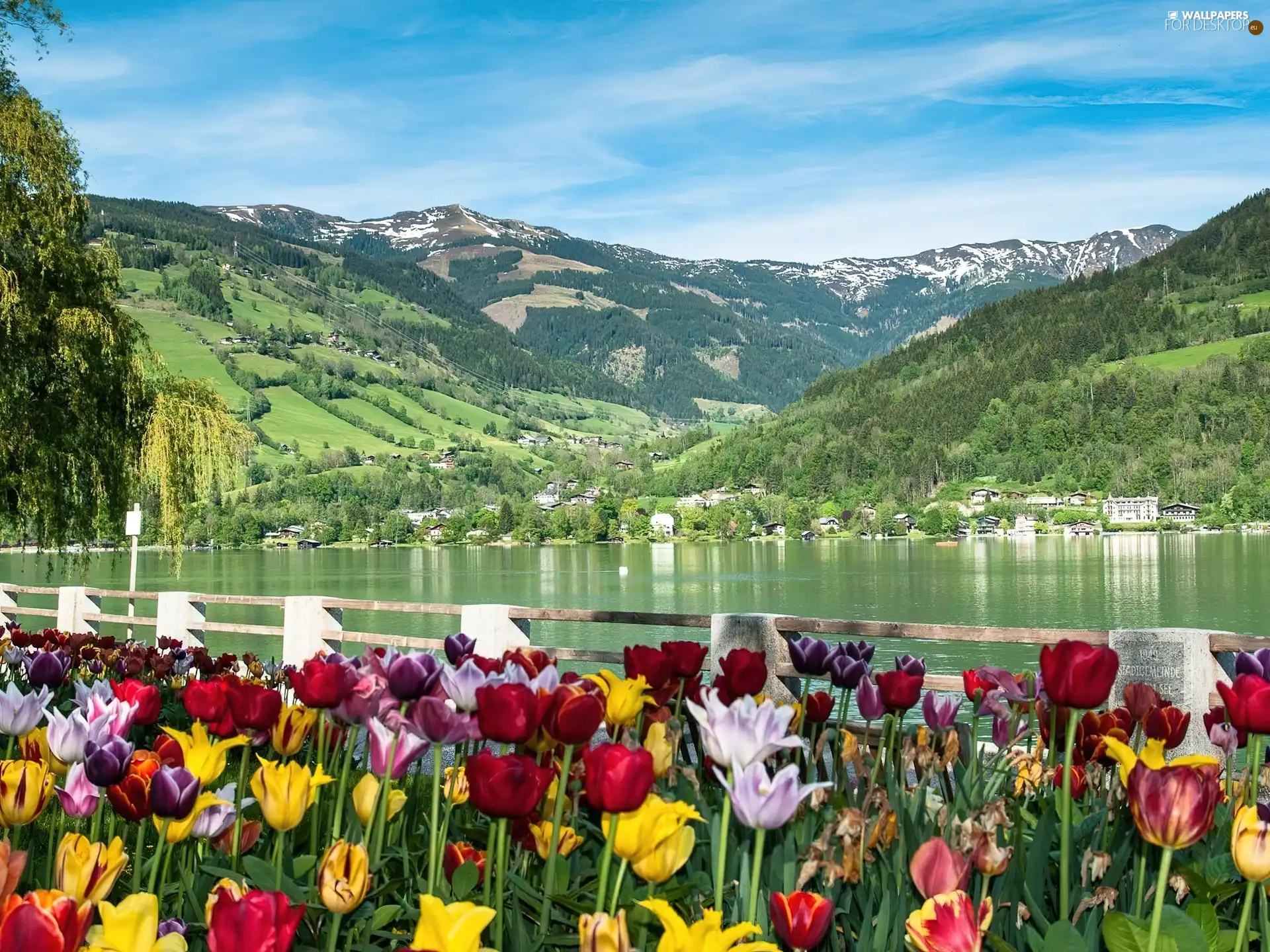 Mountains, Tulips, lake