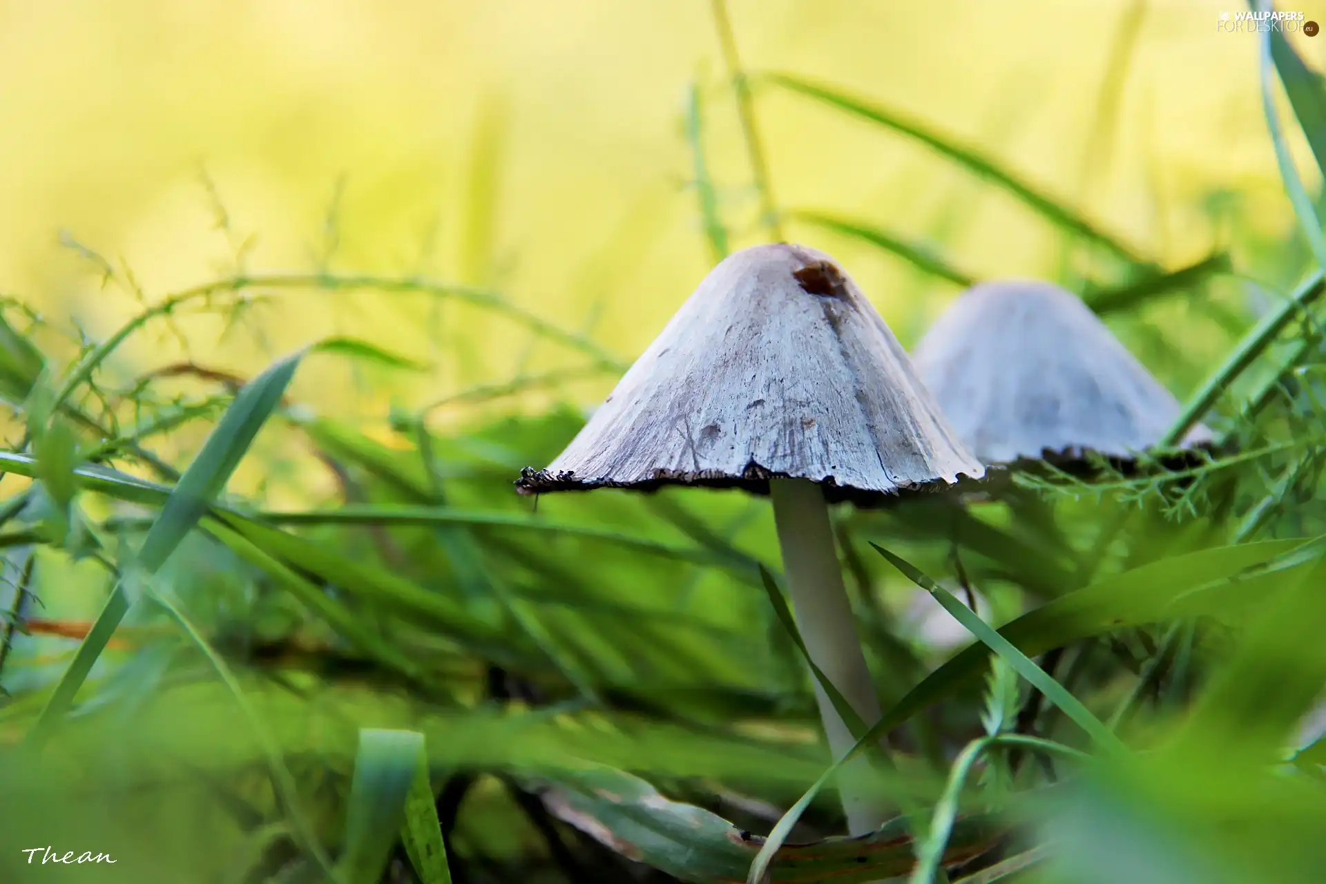 grass, Two cars, mushroom