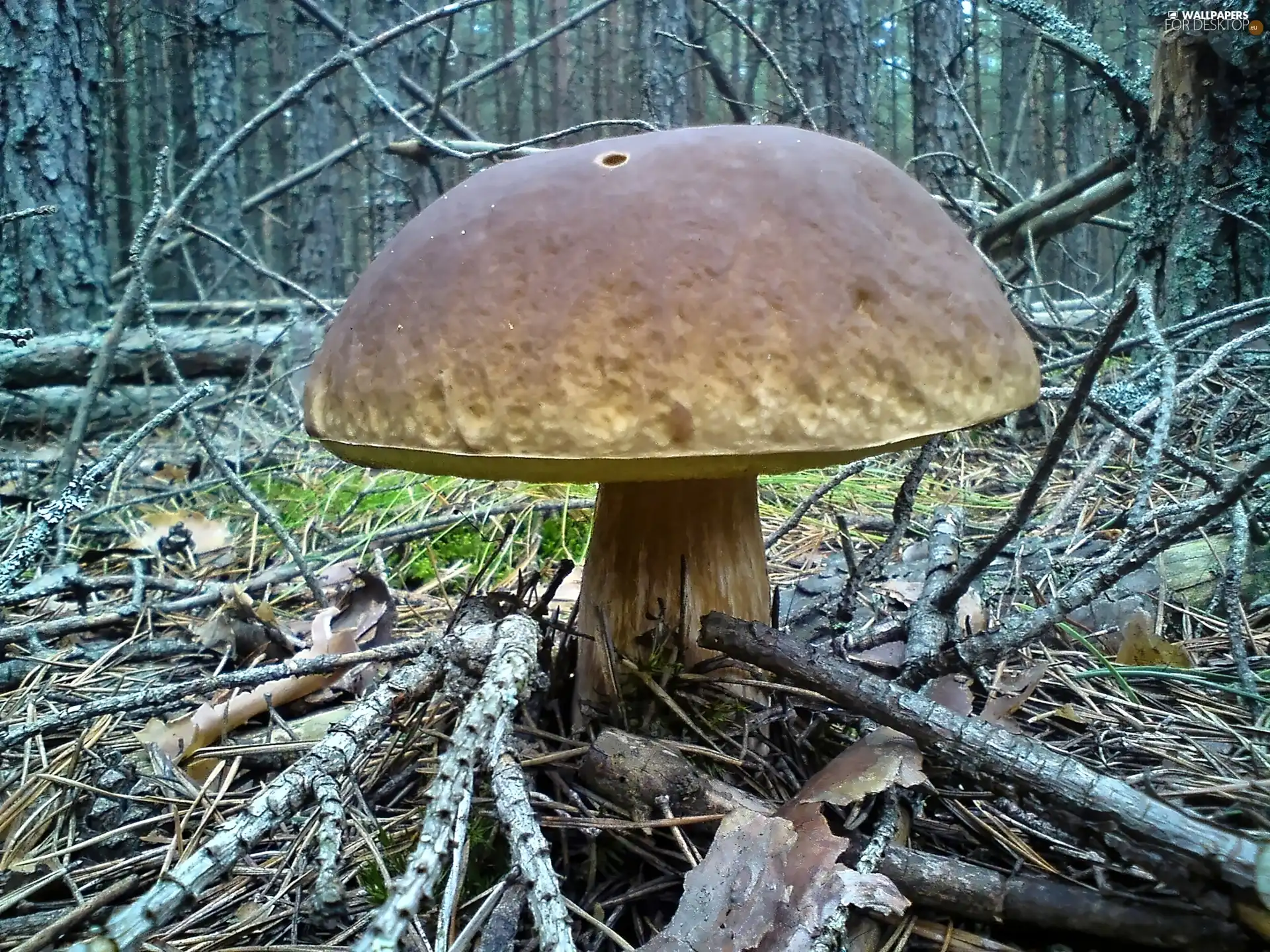 Mushrooms, Real mushroom, Tucholskie, forest, forests