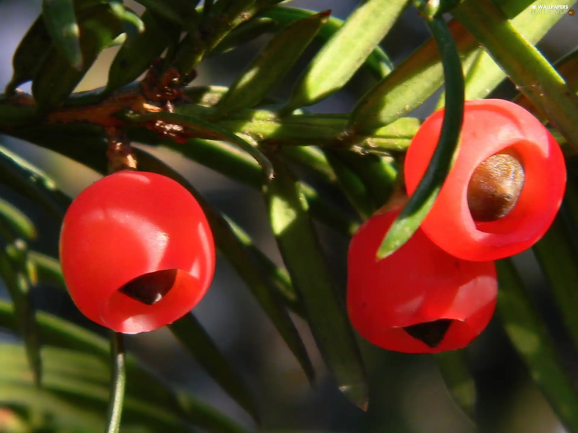 needle, yew, Fruits