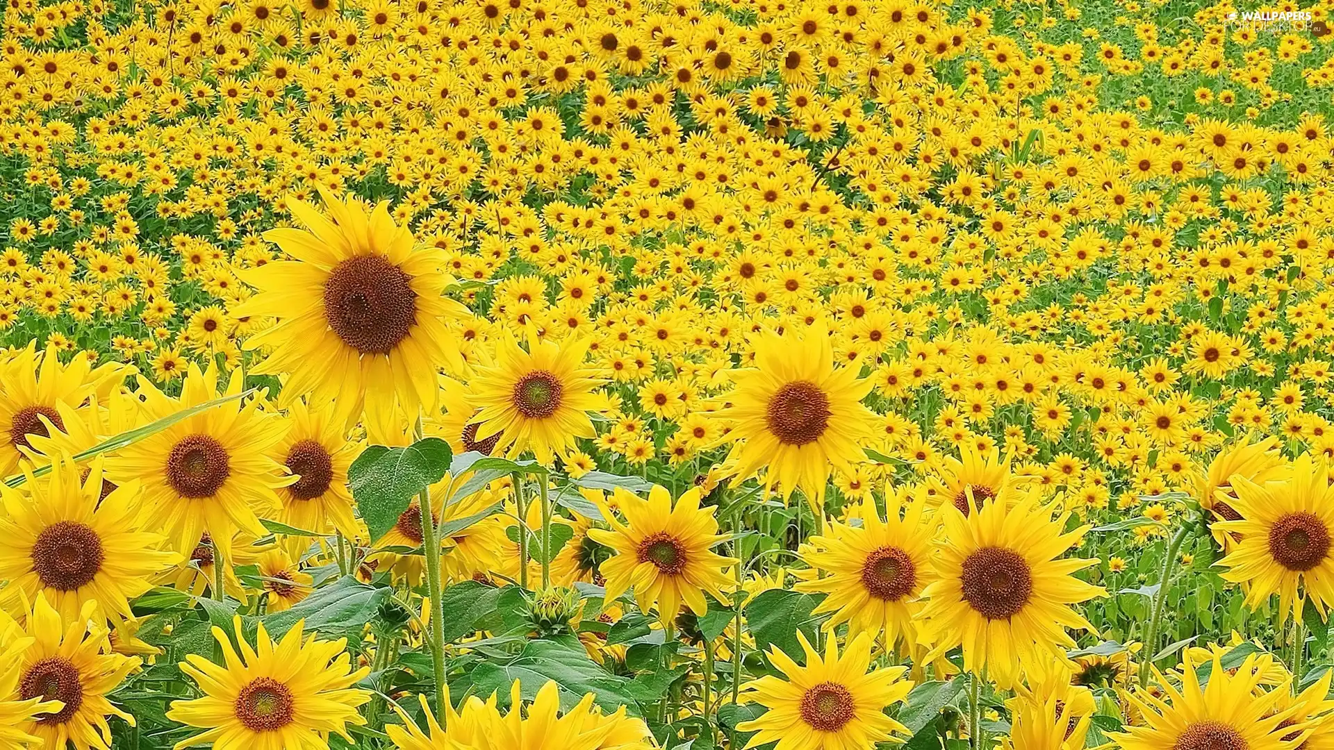 Nice sunflowers