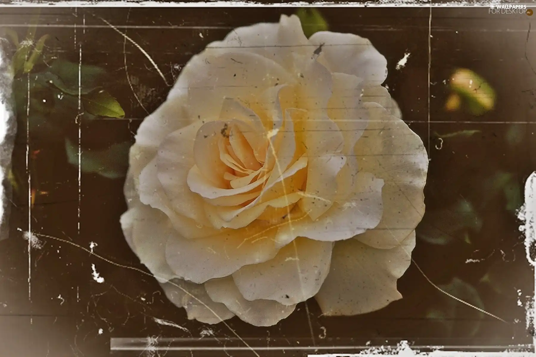 Old, photos, rose, effect, White