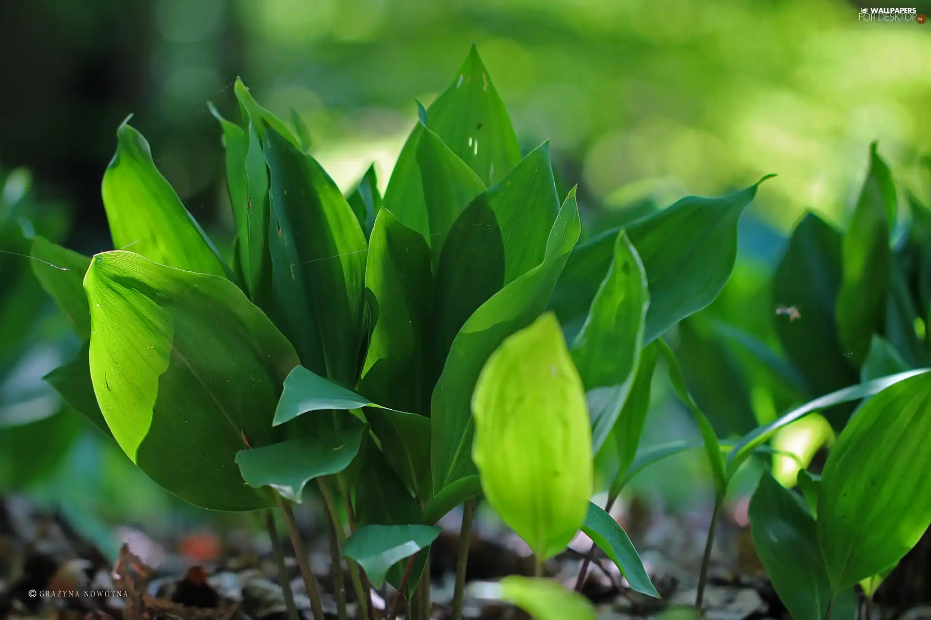 Lily of the Valley, Leaf, green ones