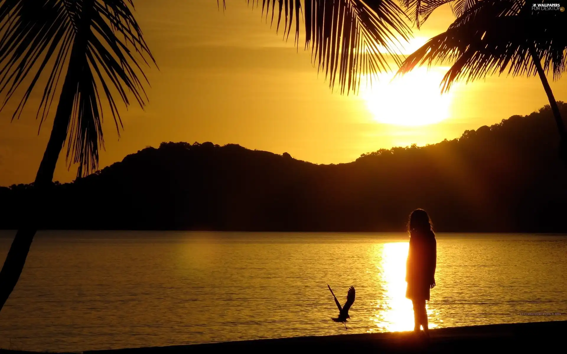 west, girl, Palms, sun