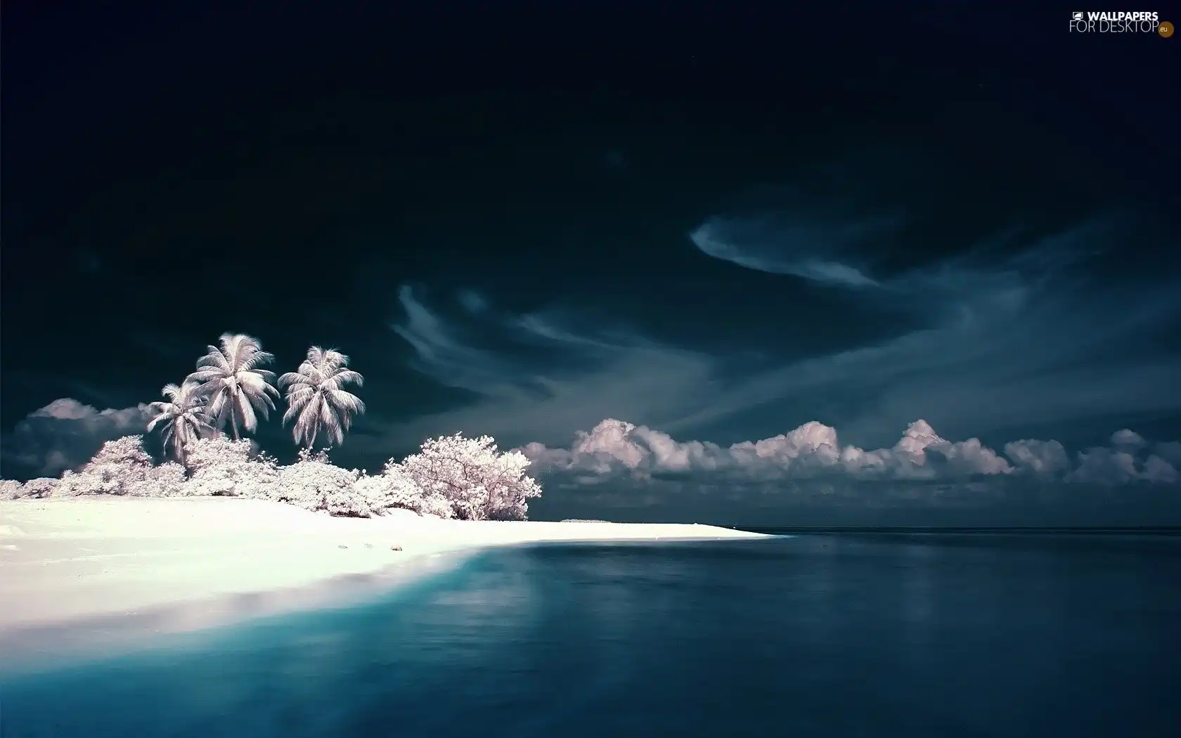 Palms, clouds, White